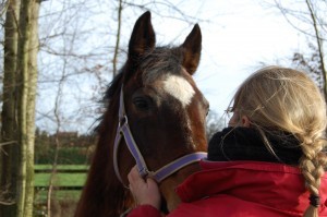 Projet pour mieux connaître les besoins des chevaux...